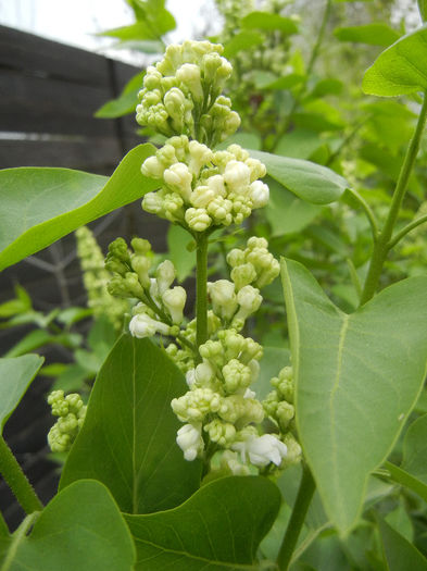White Lilac Tree (2013, April 18) - Syringa vulgaris White