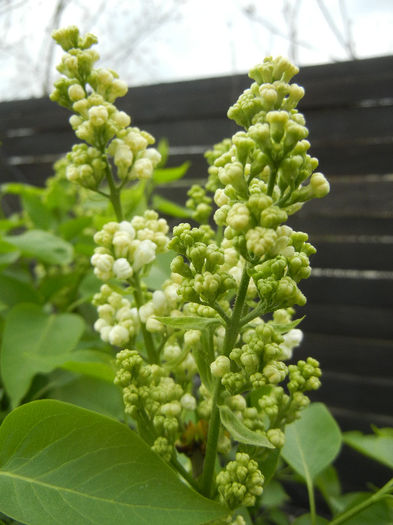 White Lilac Tree (2013, April 18) - Syringa vulgaris White