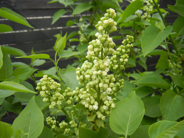 White Lilac Tree (2013, April 18) - Syringa vulgaris White