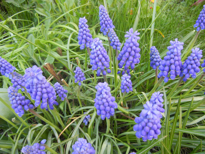 Muscari armeniacum (2013, April 18) - Muscari Armeniacum