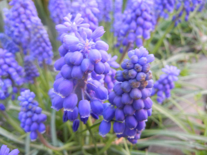 Muscari armeniacum (2013, April 18) - Muscari Armeniacum