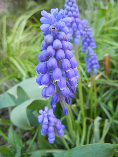 Muscari armeniacum (2013, April 18) - Muscari Armeniacum