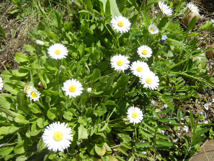 Bellis perennis (2013, April 17) - BELLIS Perennis