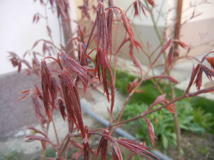 Acer palmatum Bloodgood (2013, Apr.18)