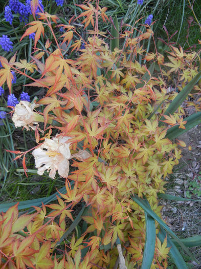 Acer palmatum Katsura (2013, April 18)