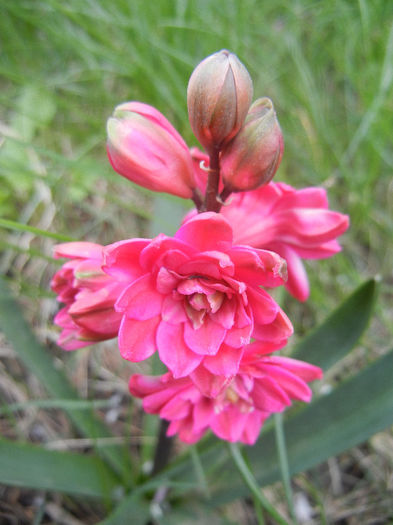 Hyacinthus Hollyhock (2013, April 18) - Hyacinth Hollyhock