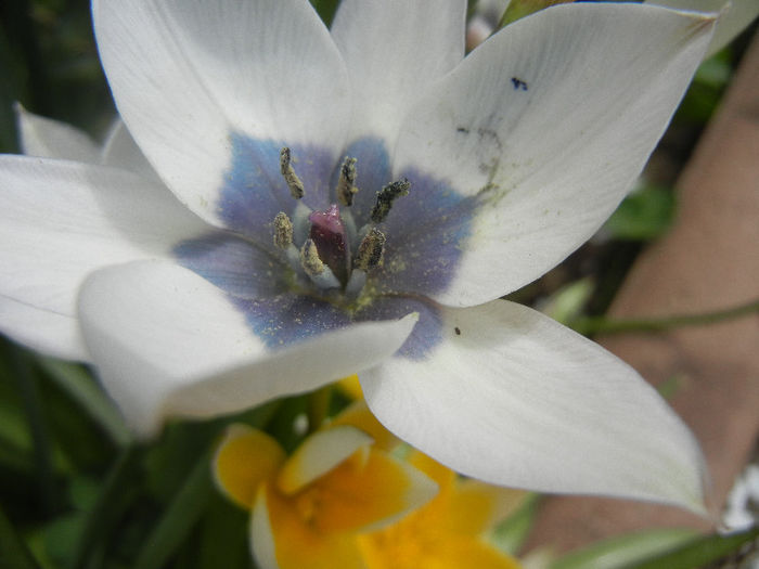 Tulip Alba Coerulea Oculata (2013, Apr.18) - Tulipa Alba Coerulea