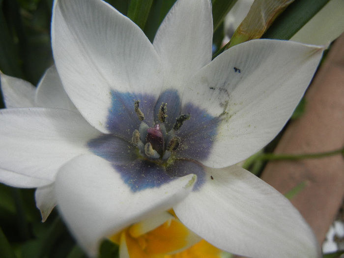 Tulip Alba Coerulea Oculata (2013, Apr.18)