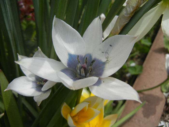 Tulip Alba Coerulea Oculata (2013, Apr.18)