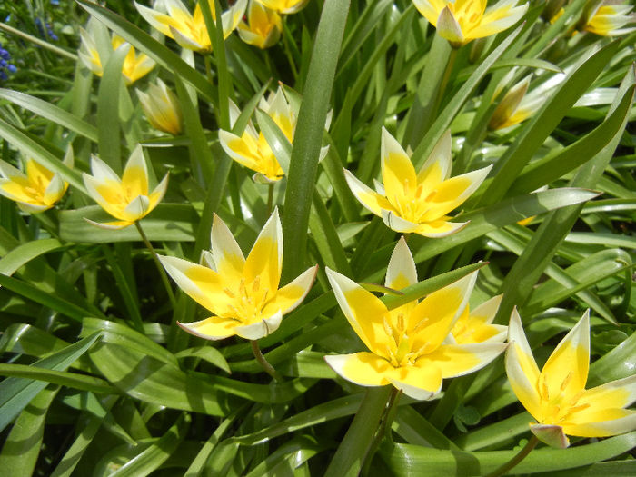 Tulipa Tarda (2013, April 18)