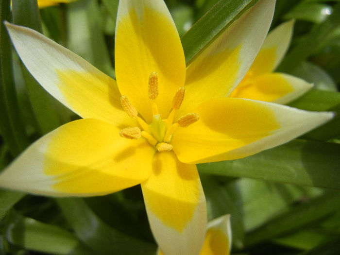 Tulipa Tarda (2013, April 18) - Tulipa Tarda