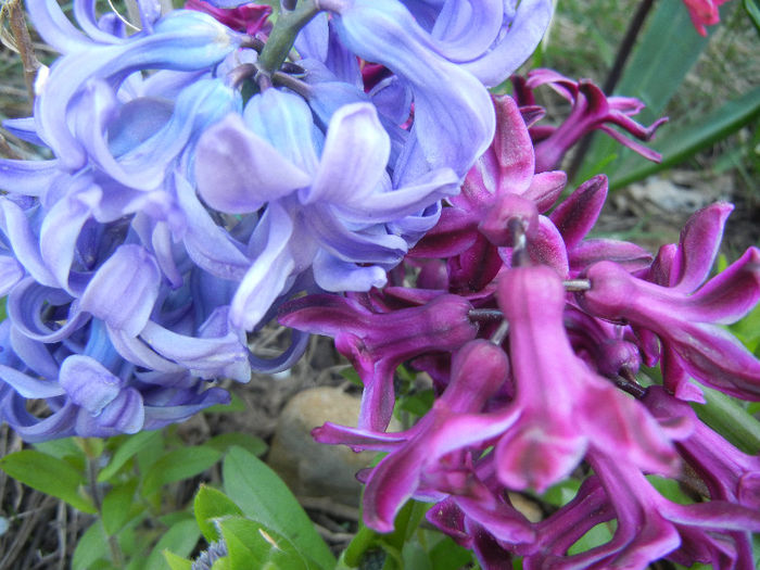 Delft Blue & Woodstock (2013, April 17) - ZAMBILE_Hyacinths