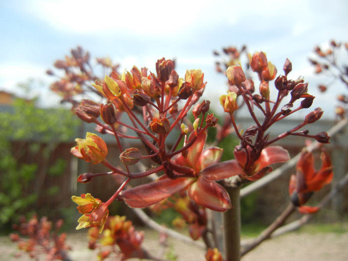 Acer Crimson Sentry (2013, April 18)