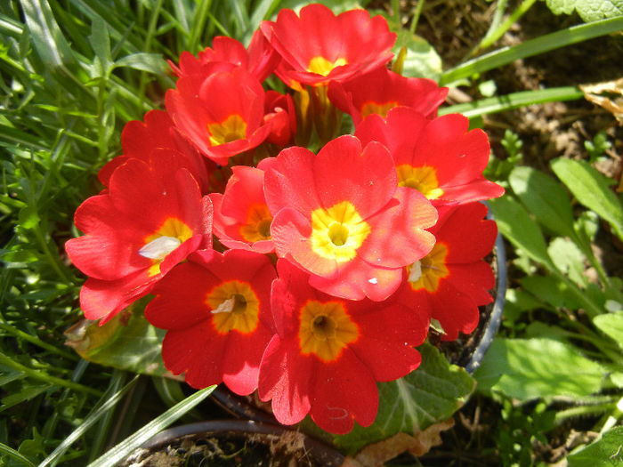 Red Primula (2013, April 18)