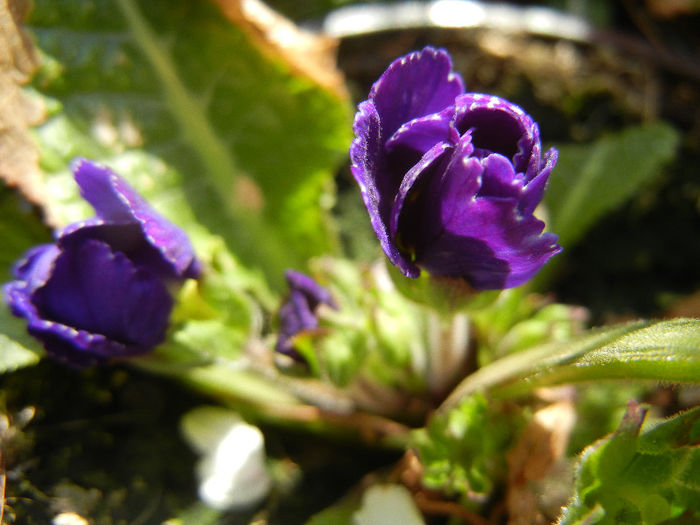 Purple Primula (2013, April 18)