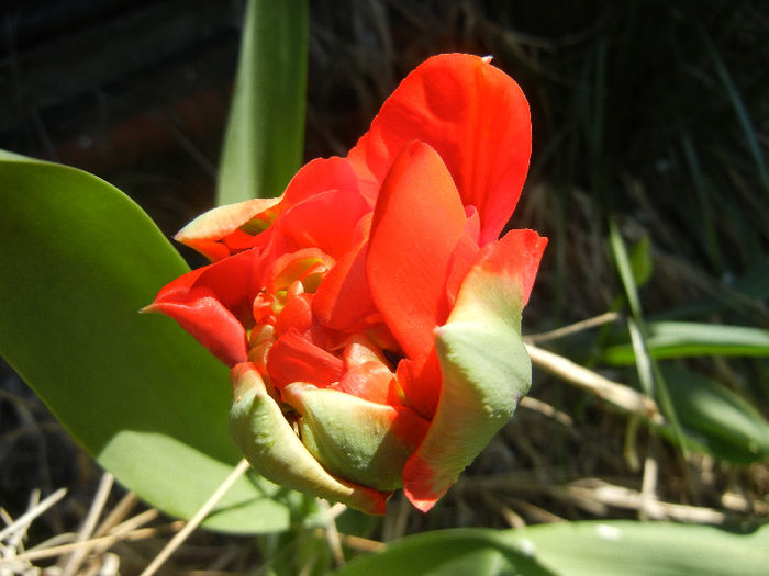 Tulipa Red (2013, April 17)
