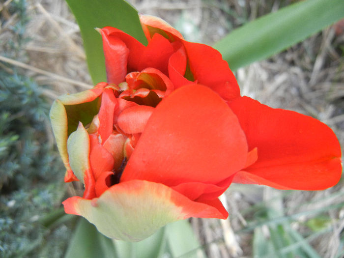 Tulipa Red (2013, April 18)