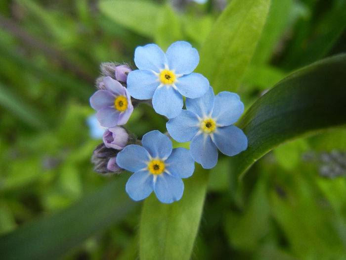 Myosotis alpestris (2013, April 18) - MYOSOTIS Alpestris