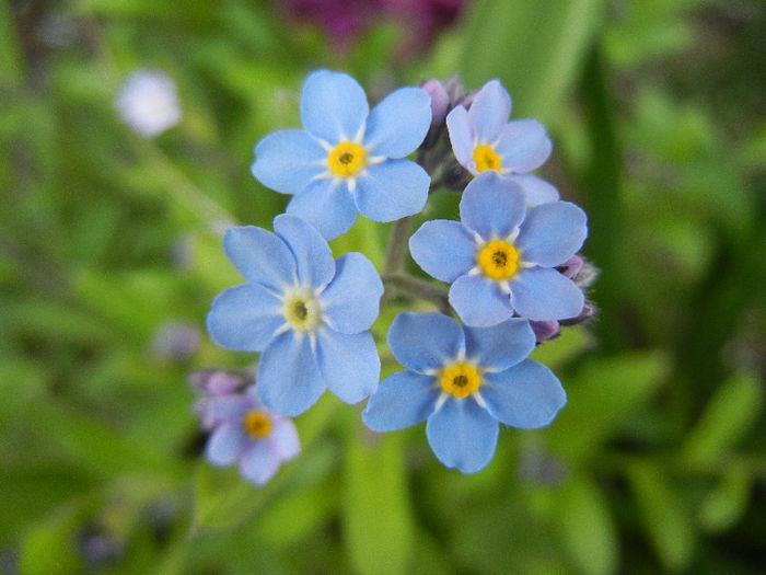 Myosotis alpestris (2013, April 18) - MYOSOTIS Alpestris