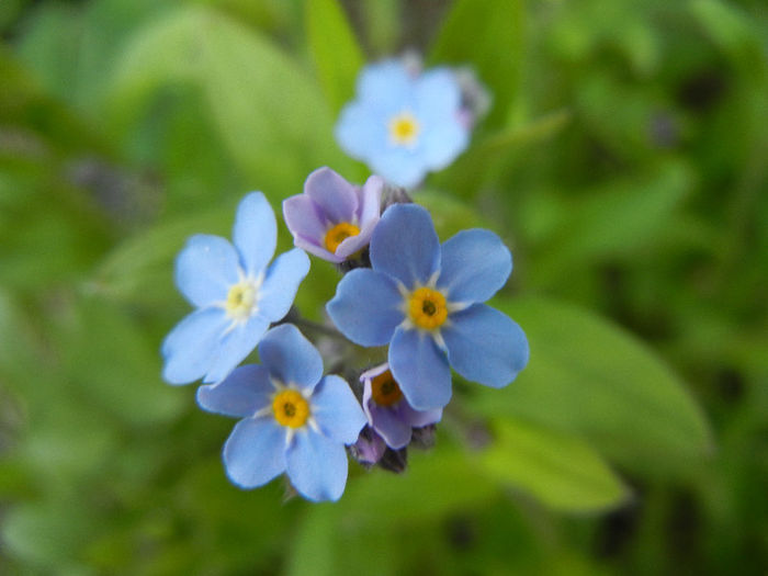Myosotis alpestris (2013, April 18) - MYOSOTIS Alpestris