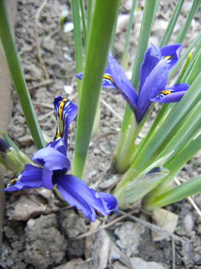 Iris reticulata Blue (2013, April 16) - Iris reticulata Blue