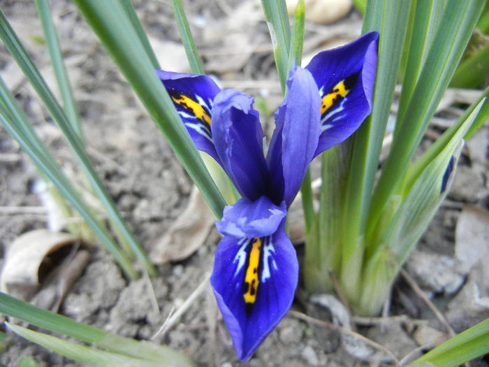 Iris reticulata Blue (2013, April 16) - Iris reticulata Blue