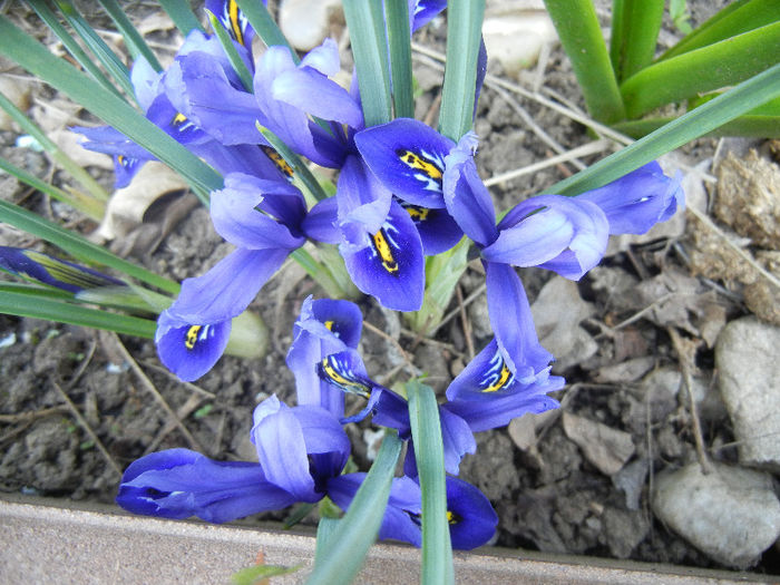 Iris reticulata Blue (2013, April 18) - Iris reticulata Blue
