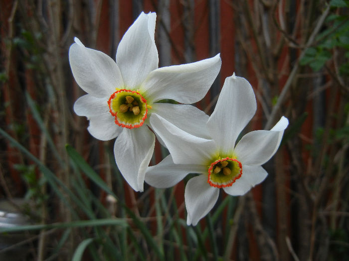 Narcissus Pheasants Eye (2013, April 18) - Narcissus Pheasants Eye