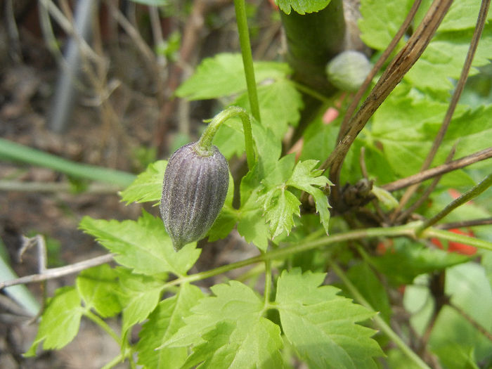 Clematis Pamela Jackman (2013, Apr.15) - Clematis Pamela Jackman