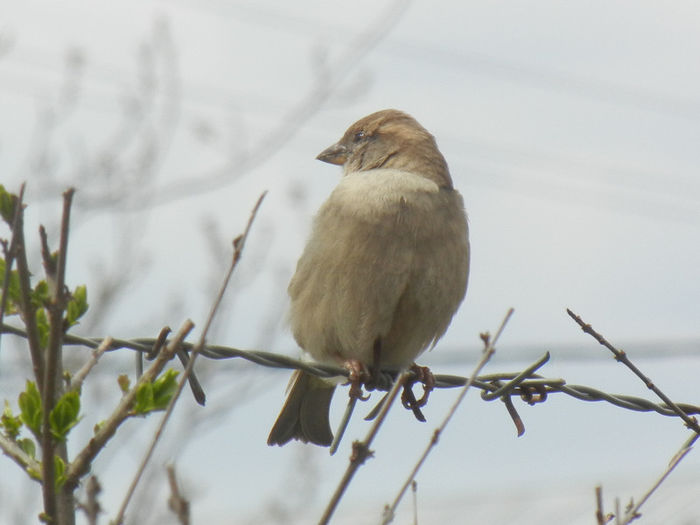 House Sparrow_Vrabiuta (2013, Apr.18) - House Sparrow_Vrabiuta