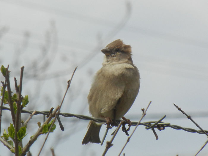 House Sparrow_Vrabiuta (2013, Apr.18) - House Sparrow_Vrabiuta