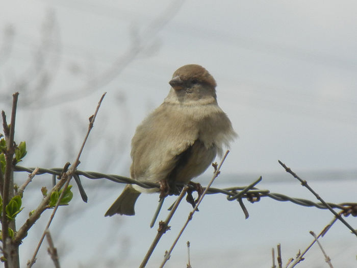 House Sparrow_Vrabiuta (2013, Apr.18) - House Sparrow_Vrabiuta