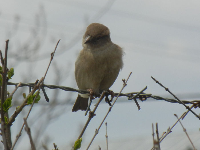 House Sparrow_Vrabiuta (2013, Apr.18)