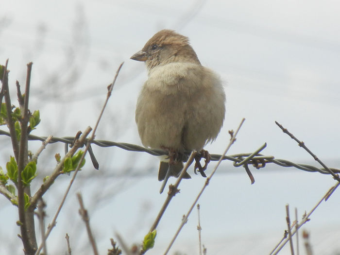 House Sparrow_Vrabiuta (2013, Apr.18) - House Sparrow_Vrabiuta