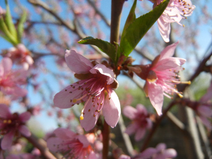 Peach blossom_Piersic (2013, April 18) - 01 SPRING Burst_Primavara