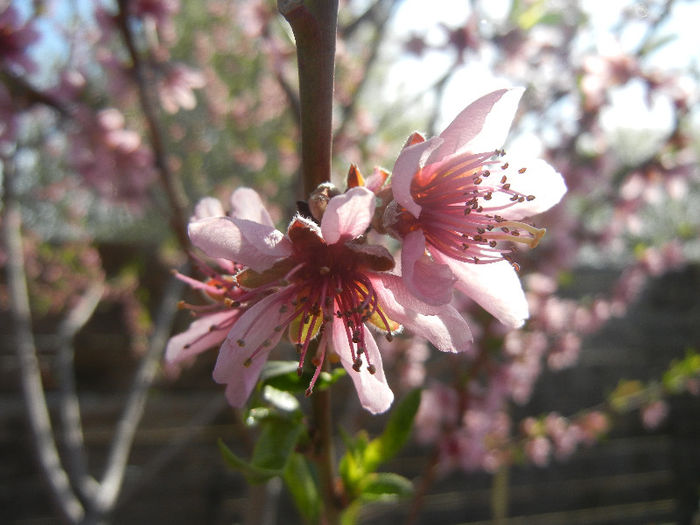 Peach blossom_Piersic (2013, April 18) - 01 SPRING Burst_Primavara