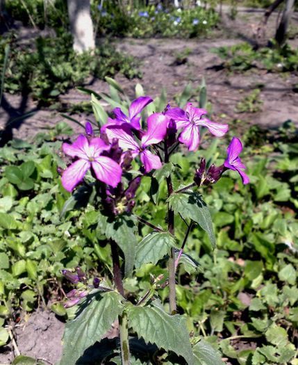 18042013 banutul lui iuda sau lunaria