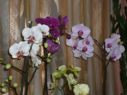 P1000170 - orhideele mele