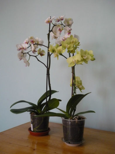 P1000381 - orhideele mele