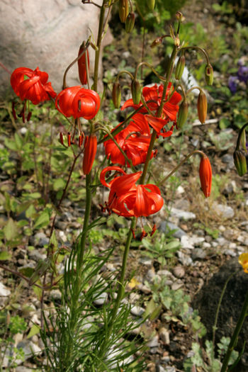 Lilium pumilum