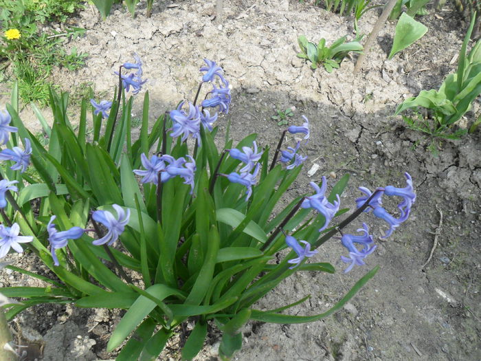 zambile albastre - flori de primavara 2013