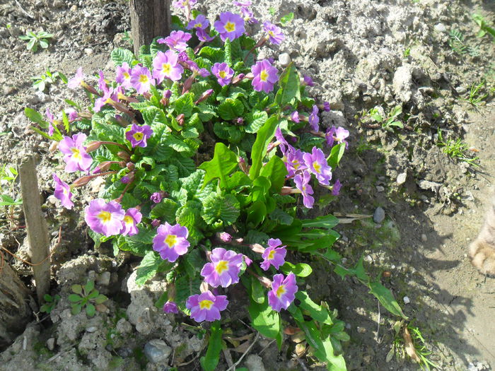 primula mov lila