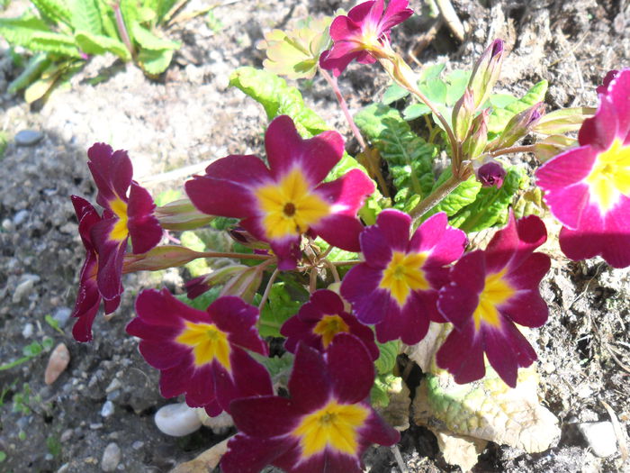 primule - flori de primavara 2013