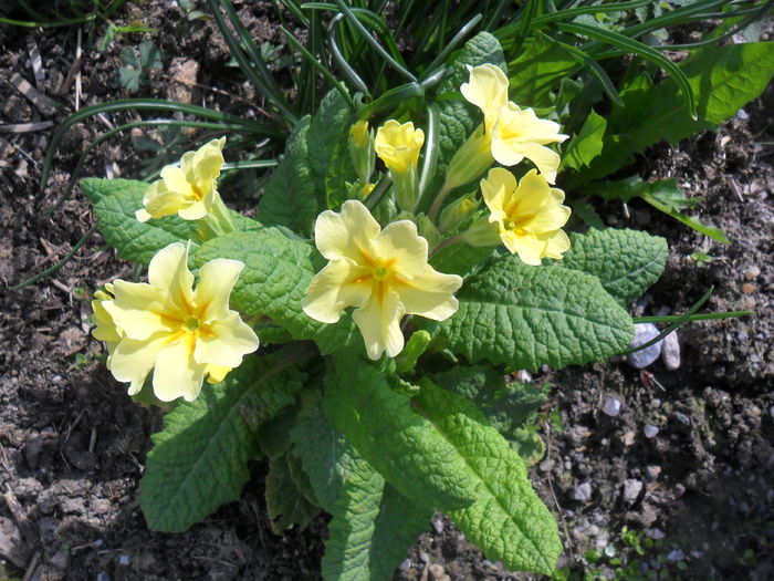 primula galben - flori de primavara 2013