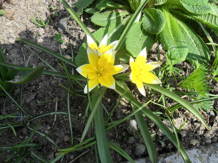 lalea tarda; lalea de talie mica
