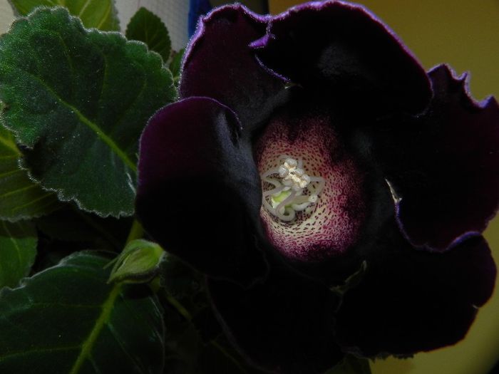 a2-a inflorita - gloxinia din seminte