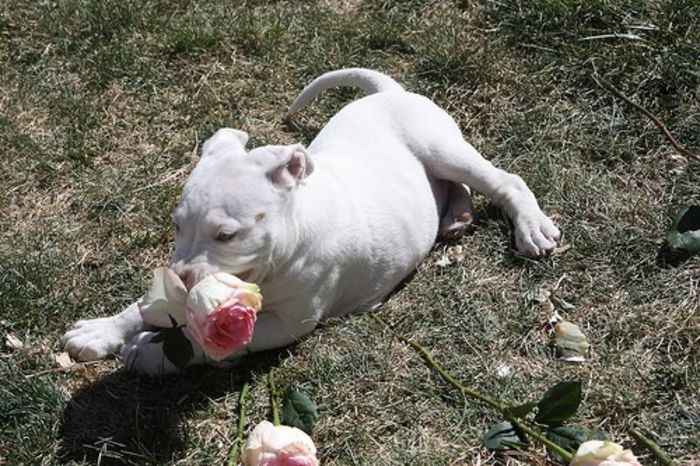 557930_10151438814868440_1192849118_n; ingerasu meu :x
