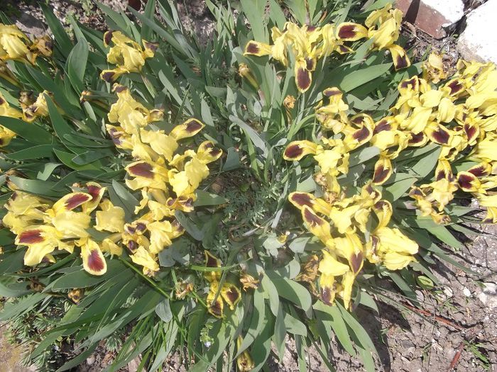 irisi galbeni pitici