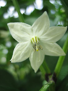 floare de ardei - Diverse