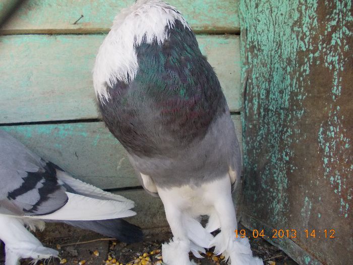 DSCN1078 - gusati pomeranieni